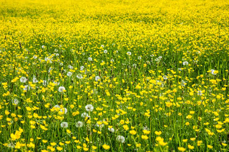 Field covered with wild flowersの写真素材