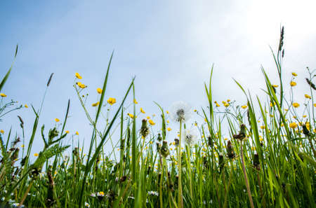 Field covered with wild flowersの写真素材