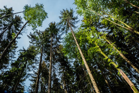 Top of the trees in the woodsの写真素材