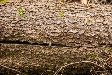 Close up of the trunk of a tree, backgroundのeditorial素材