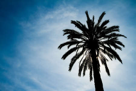 Backlighting Palm Tree against a blue skyの写真素材