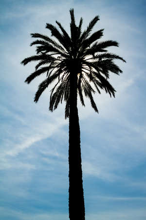 Backlighting Palm Tree against a blue sky