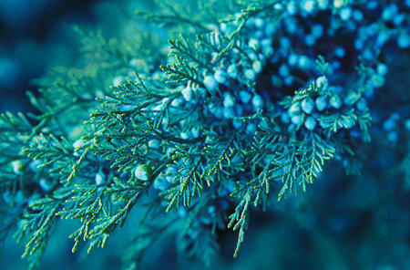 Green blue juniper branch with blue berries. Beautiful blue green natural background with blur and gradient.の写真素材