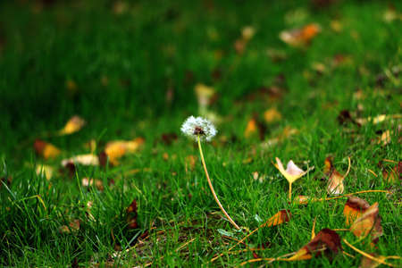Dandelionの写真素材