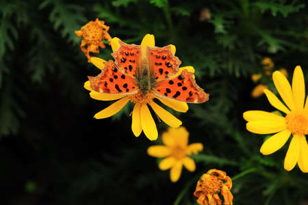 Close up to yellow flowers and butterfly の写真素材