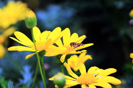 Close up to yellow flower with a beeの写真素材