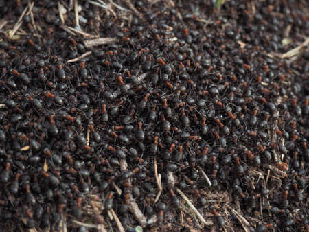 Ants working on their anthill in early Springの写真素材