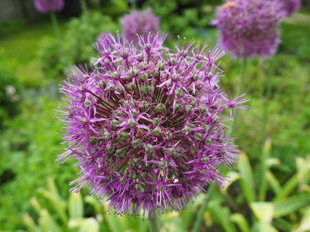 Garlic bloom in meadow bed