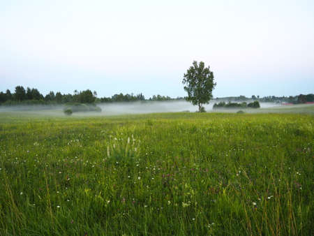 An early evening fog settling on a meadow in Latvian countrysideの写真素材