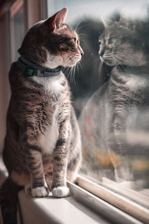 Cat Looks Out the Windowの写真素材
