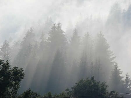 Mountain forest after rainの写真素材