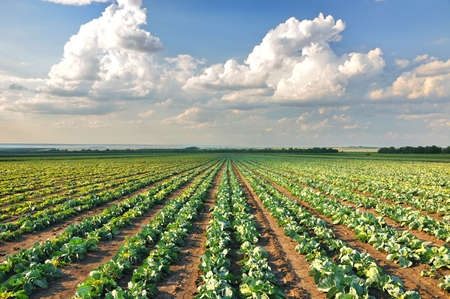 Cabbage growing in a row on the field