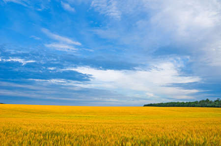 Wheat crop on the field against the blue skyの写真素材