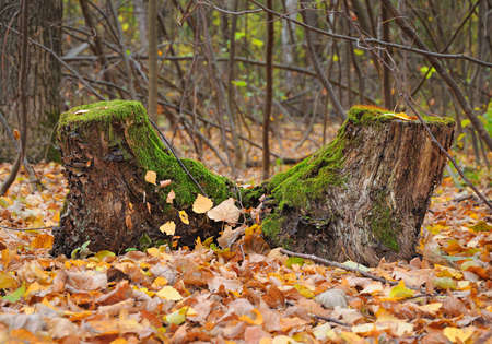 Two stubs stand in autumn woodの写真素材