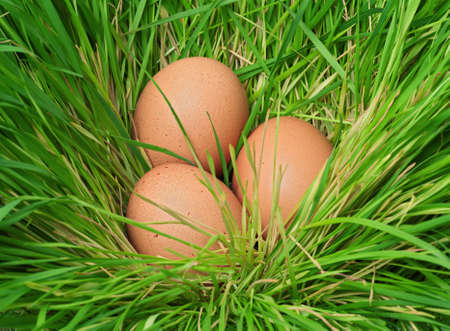 Eggs in a nest on the green grassの写真素材