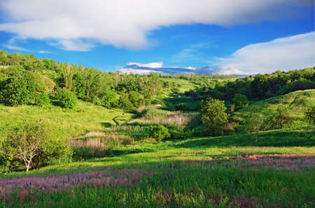 Green grass and flower grows on the field against a blue sky and cloudsの写真素材