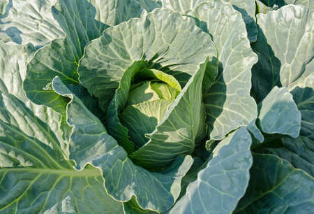 Cabbage leaves. Cabbage growing on the fieldの写真素材