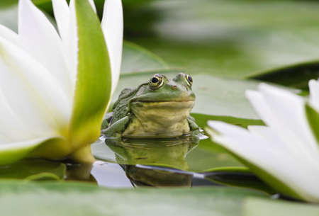 Frog sits on a green leaf among white lilies in a pond