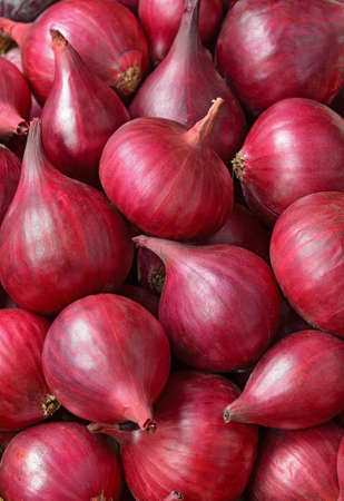 Red onions close upの写真素材