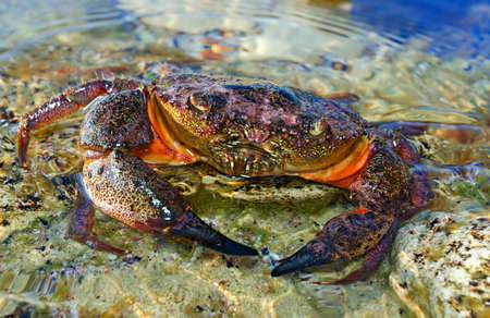 Large Stone crab goes to the water on the coastal rocks
