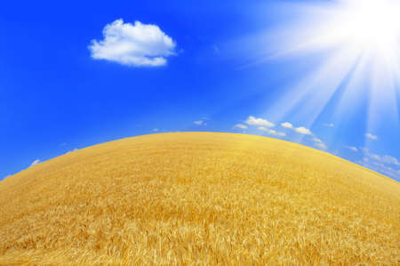 Bright sun and blue sky over a wheat field. Summer landscape on a sunny day.
の写真素材