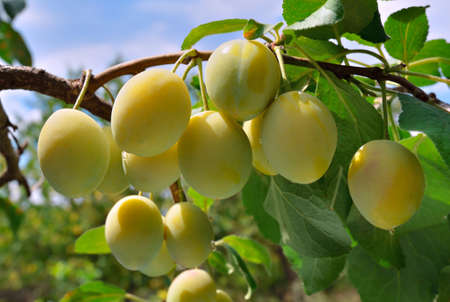 Ripe yellow plum on the branch among the green leavesの写真素材