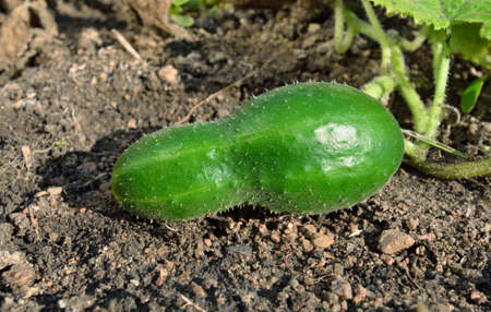 Cucumber growing on stony soil.の写真素材