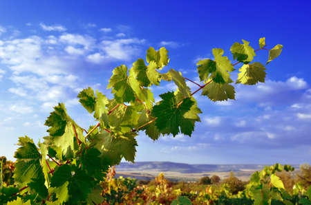 Grape branch against the dark blue sky and mountainsの写真素材