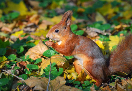 Brown squirrel eating nuts among the fallen leaves in autumn forest