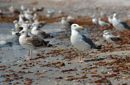Seagull looking for food on the beach after the storm