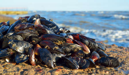 Mussels on the rocks against a stormy seaの写真素材