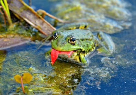Marsh frog eats a tomato peel in the swamp