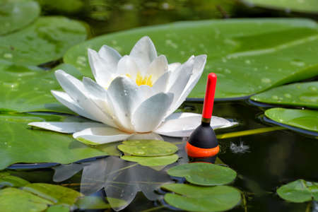 Fisherman's float in the lake among white water lilies. Angling tackle with a bobber in the water on...