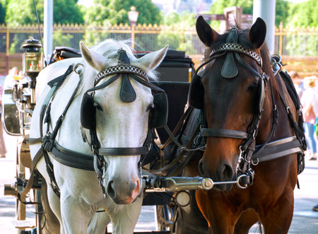 A horse team of two horses harnessed to a carriage in the center of the capital of Austria, the city of Viennaの写真素材