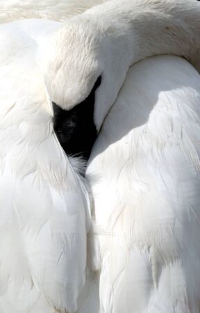 Swan resting head and neck on backの写真素材