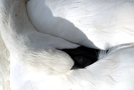 Swan resting head and neck on backの写真素材