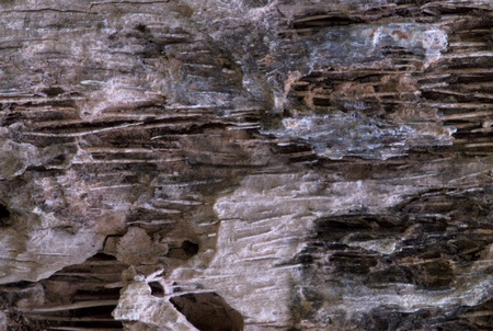 Close up of patterns and texture on barkの写真素材