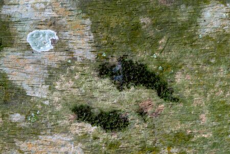 Close up of patterns and texture on barkの写真素材