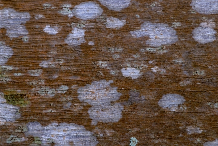 Close up of patterns and texture on barkの写真素材