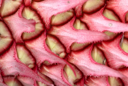 Close up of patterns and texture on pineappleの写真素材