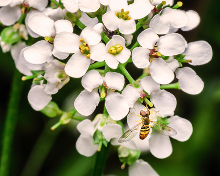 An adult Hoverfly is sitting on a cluster of white flowers in my backyard garden.  Hover flies look similar to bees.の写真素材