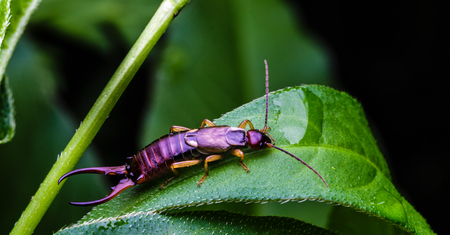 Earwig bug with six legs and large pincers sits on a green leaf in a backyard flower garden