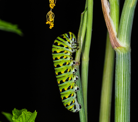 The caterpillar of the swallowtail butterfly.  This larva is green and yellow striped with black spots.  It is 2 inches longの写真素材