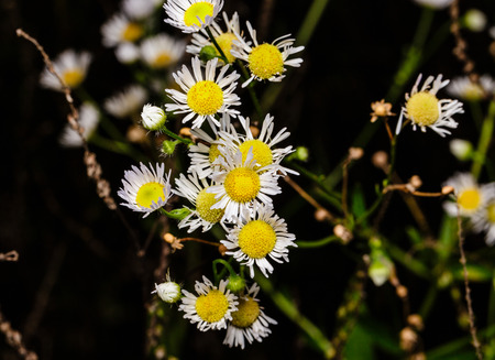 A group of white wild flowers in a field.  The flowers have yellow centersの写真素材