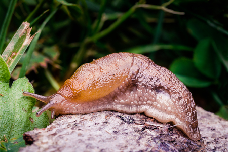 A large slug crawling around on the ground leaving its slime all over the place.  The slug is brown.の写真素材