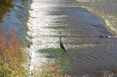 Heron on the damの写真素材