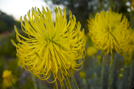 Pincushion protea flowerの写真素材