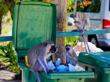Vervet Monkeys