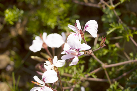 Table Mountain Wild Flowersの写真素材