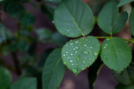 Rose leaves with raindropsの写真素材